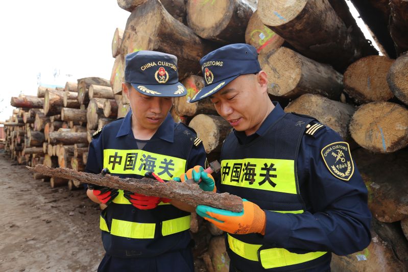 图为：海关关员对口岸进境木材实施查验